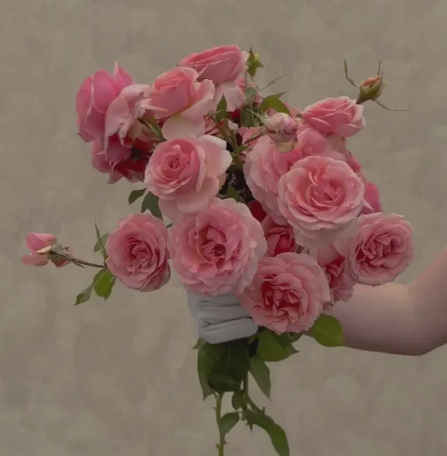 Tournament of Roses>Heirloom Roses Online
