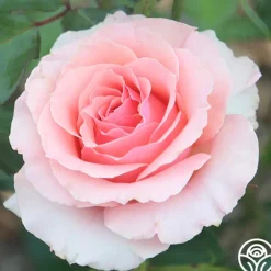 Tournament of Roses><noscript><img width=