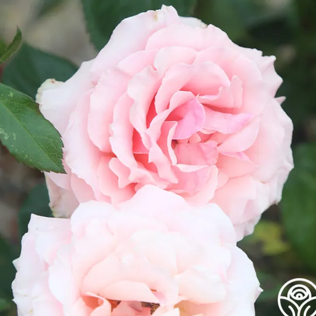 Tournament of Roses>Heirloom Roses Online