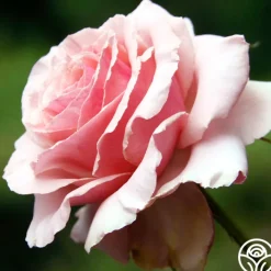 Tournament of Roses><noscript><img width=