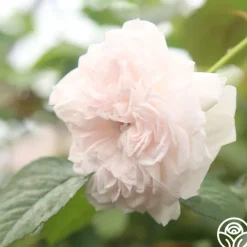 Tranquility™><noscript><img width=