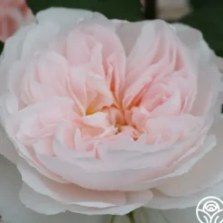 Tranquility™><noscript><img width=