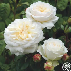 Tranquillity®>Heirloom Roses