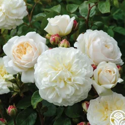 Tranquillity®>Heirloom Roses