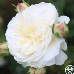 Tranquillity®><noscript><img width=