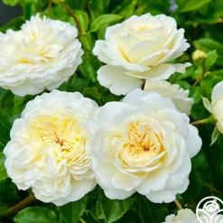 Tranquillity®><noscript><img width=