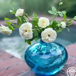 Tranquillity®><noscript><img width=