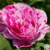 Tricolore De Flandre>Heirloom Roses Discount