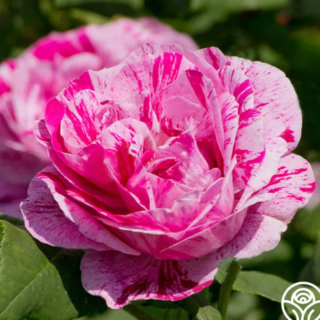 Tricolore De Flandre>Heirloom Roses Discount
