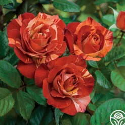 Tropical Lightning>Heirloom Roses Hot