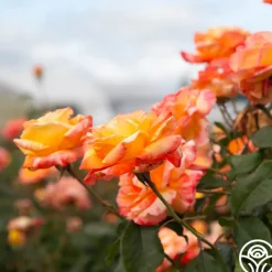 Tropical Sunset><noscript><img width=