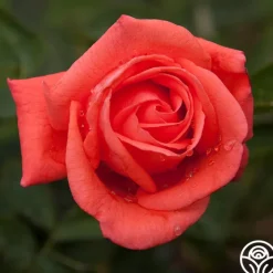Tropicana>Heirloom Roses Hot