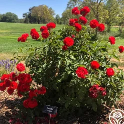 Trumpeter>Heirloom Roses Outlet