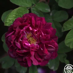 Tuscany Superb>Heirloom Roses Discount