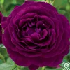 Twilight Zone>Heirloom Roses New