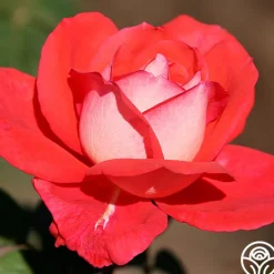 Typhoo Tea>Heirloom Roses