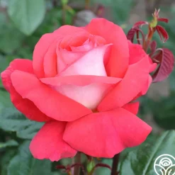 Typhoo Tea>Heirloom Roses