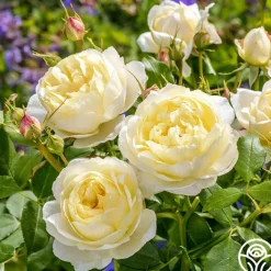 Vanessa Bell>Heirloom Roses