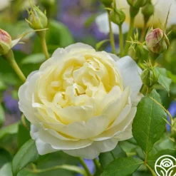 Vanessa Bell>Heirloom Roses