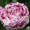 Variegata di Bologna>Heirloom Roses Online