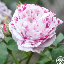 Variegata di Bologna>Heirloom Roses Online