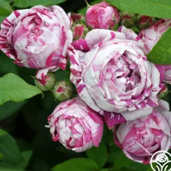 Variegata di Bologna><noscript><img width=