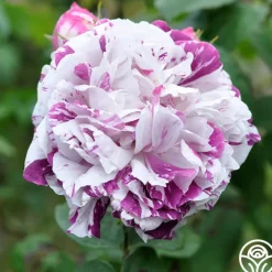 Variegata di Bologna><noscript><img width=