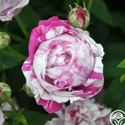 Variegata di Bologna><noscript><img width=