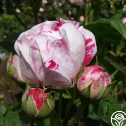 Variegata di Bologna><noscript><img width=