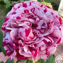 Variegata di Bologna><noscript><img width=