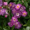 Veilchenblau>Heirloom Roses New