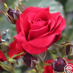 Velvet Abundance™>Heirloom Roses Online
