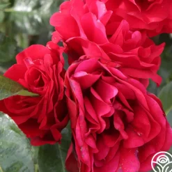 Velvet Abundance™><noscript><img width=
