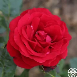 Velvet Abundance™><noscript><img width=