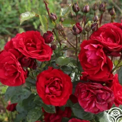 Velvet Abundance™><noscript><img width=
