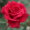 Velvet Fragrance>Heirloom Roses Online