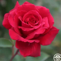 Velvet Fragrance>Heirloom Roses Online