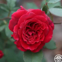 Velvet Fragrance>Heirloom Roses Online