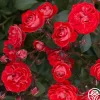 Veranda® Brilliant™>Heirloom Roses Online