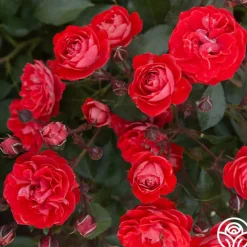 Veranda® Brilliant™>Heirloom Roses Online