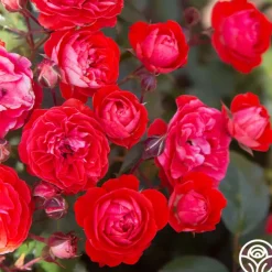 Veranda® Brilliant™>Heirloom Roses Online