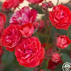 Veranda® Brilliant™><noscript><img width=