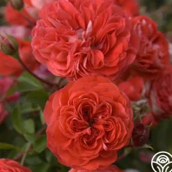 Veranda® Brilliant™><noscript><img width=