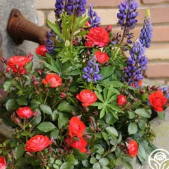 Veranda® Brilliant™><noscript><img width=