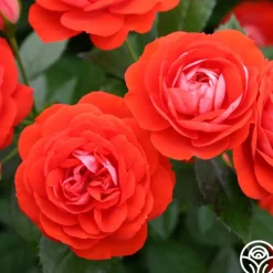 Veranda® Brilliant™><noscript><img width=
