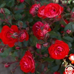 Veranda® Brilliant™><noscript><img width=
