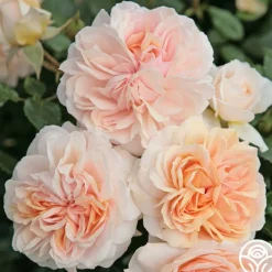 Veranda® Cream>Heirloom Roses Clearance
