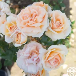 Veranda® Cream>Heirloom Roses Clearance