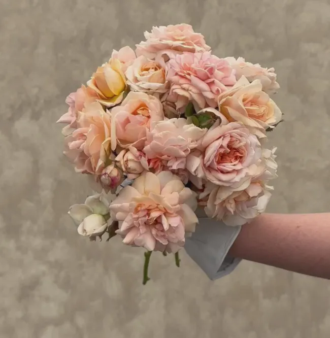 Veranda® Cream>Heirloom Roses Clearance
