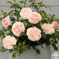 Veranda® Cream><noscript><img width=